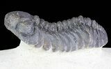 Bargain, Austerops Trilobite - Morocco #68604-2
